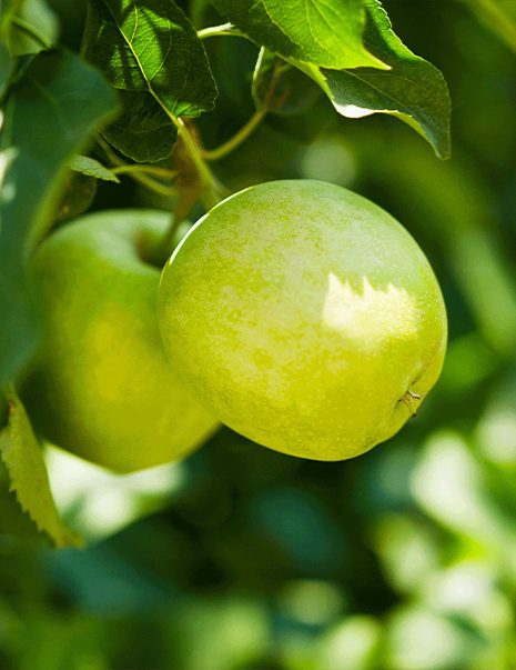 Granny Smith Elma Pazarı